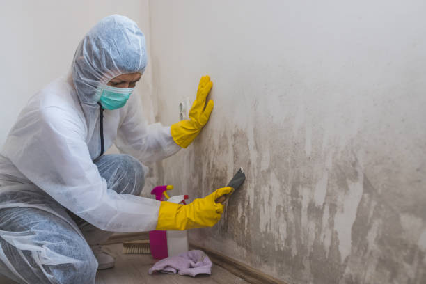 Best Commercial Mold Remediation in The Crossings, FL