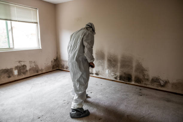 Best Attic Mold Remediation in The Crossings, FL