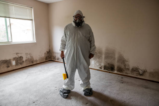 Best Black Mold Remediation in The Crossings, FL